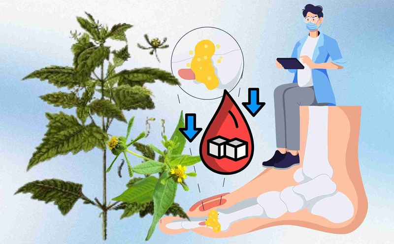 Wild plants help lower blood sugar, effectively reduce bone and joint pain