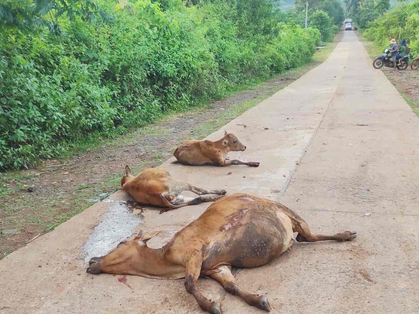 Un camion est entre en collision faisant de nombreux bovins morts eparpilles le long de la route. Photo : Fournie par les habitants