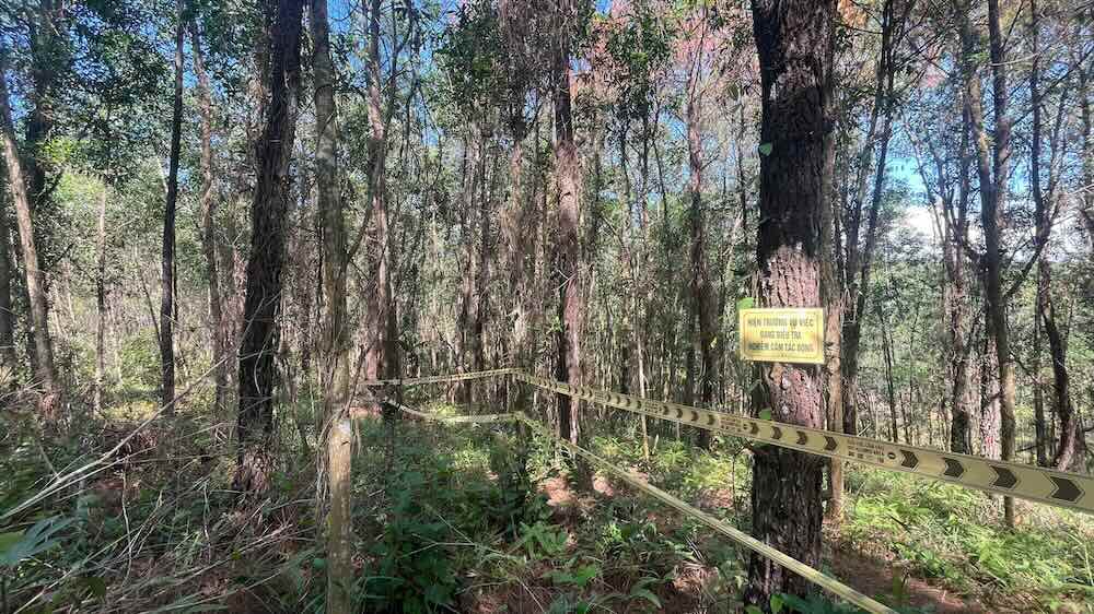 破壊された松林地域の現場。写真:V. Dung.