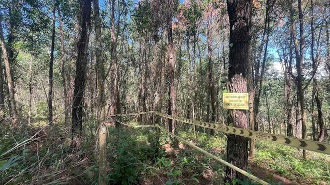 Hàng loạt cây thông trong rừng phòng hộ tại Huế có dấu hiệu bị phá hoại