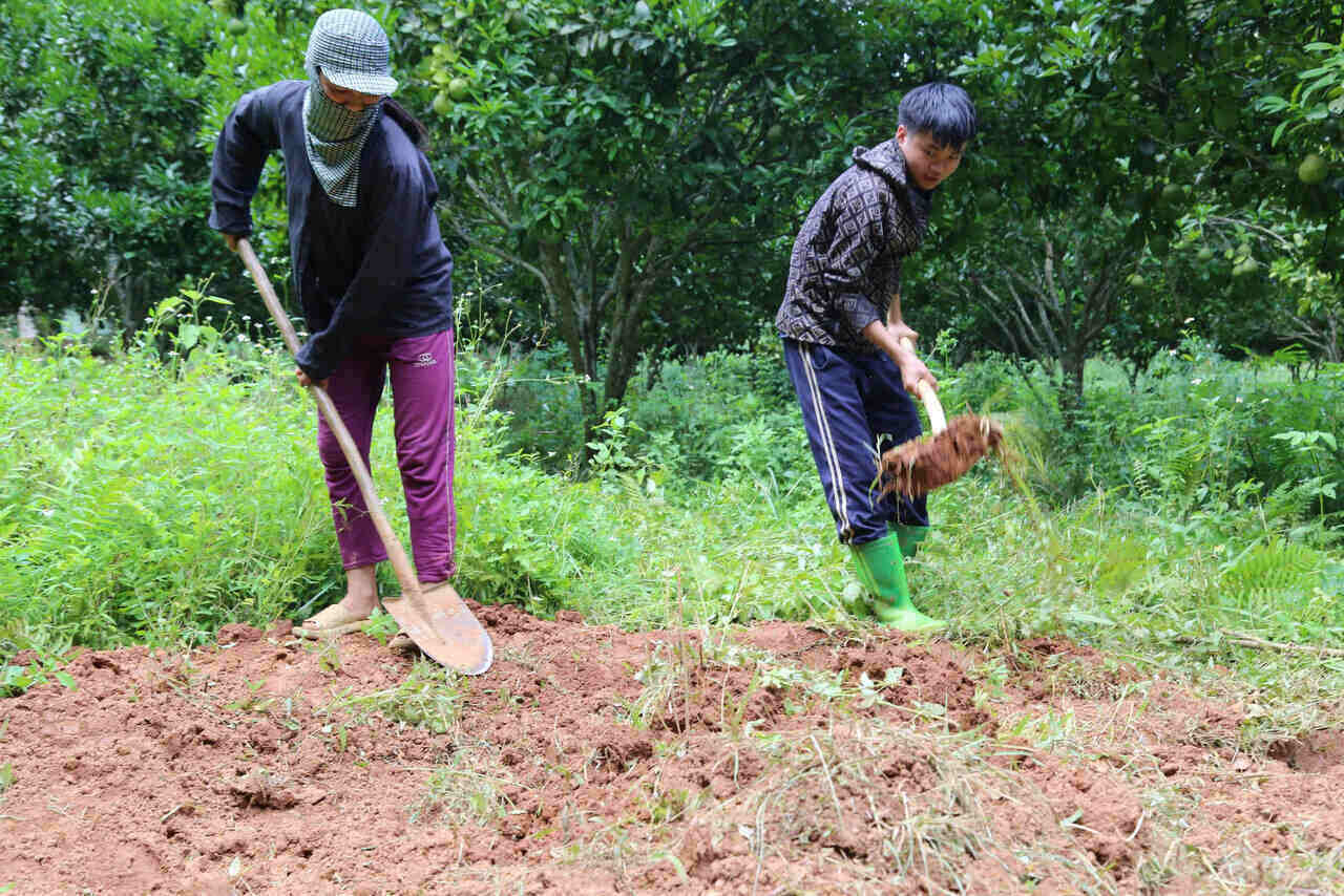 Ho dan tai xom Ren, xa Toan Thang, tinh Phu Tho chon lap lon chet vi benh dich ta lon Chau Phi. Anh: Binh Khang