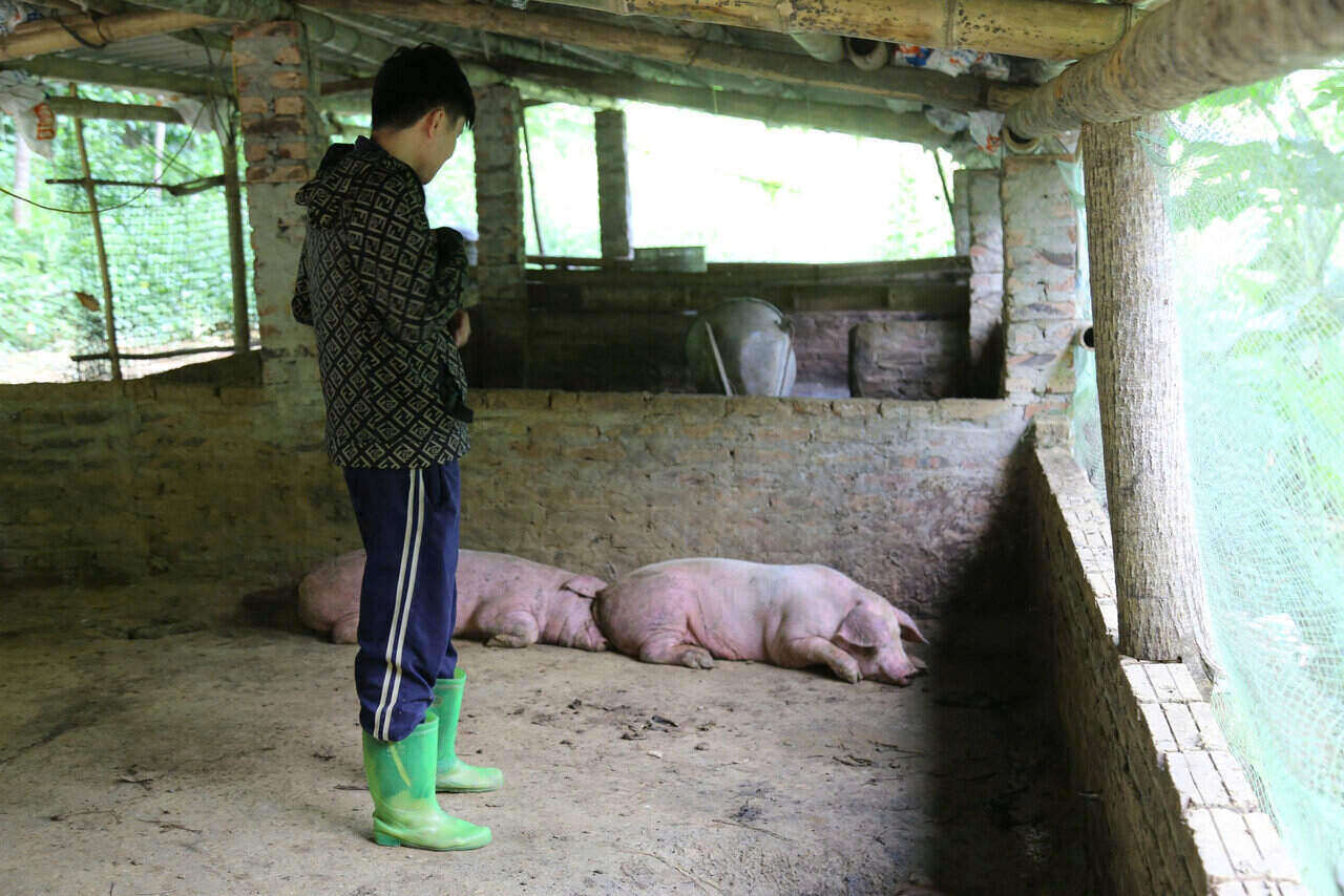 Phu Tho co nghin ho chan nuoi lon quy mo nong ho, dieu kien chan nuoi chua dam bao nen nguy co lay lan dich benh cao. Anh: Binh Khang