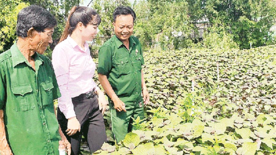 The Veterans Association of Can Giuoc commune and officials of the Vietnam Bank for Social Policies visit the vegetable growing model of Mr. Nguyen Tan Mang. Photo: Thanh Phong