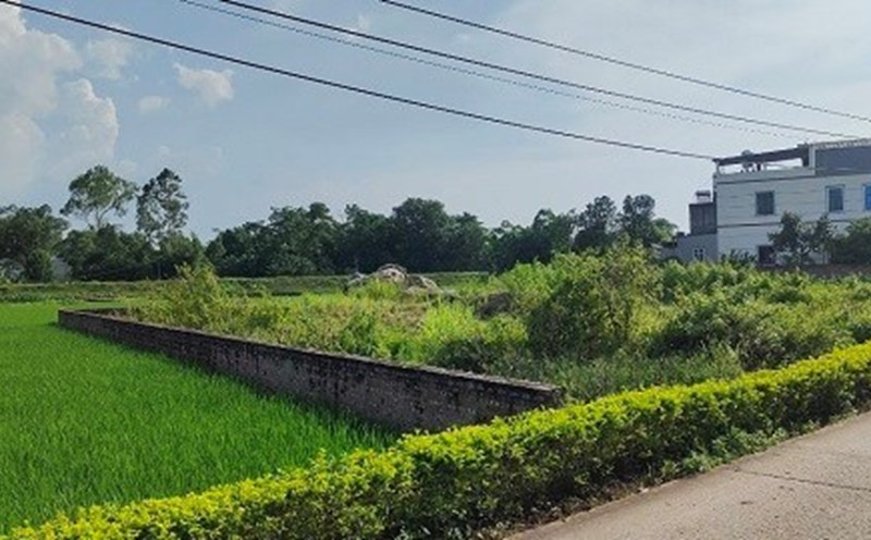 The People's Committee at the commune level shall submit to the People's Committee at the provincial level for approval a list of projects requiring land use purpose change with rice-growing land area, special-use forest land, protective forest land, and production forest land. Photo: Phan Anh