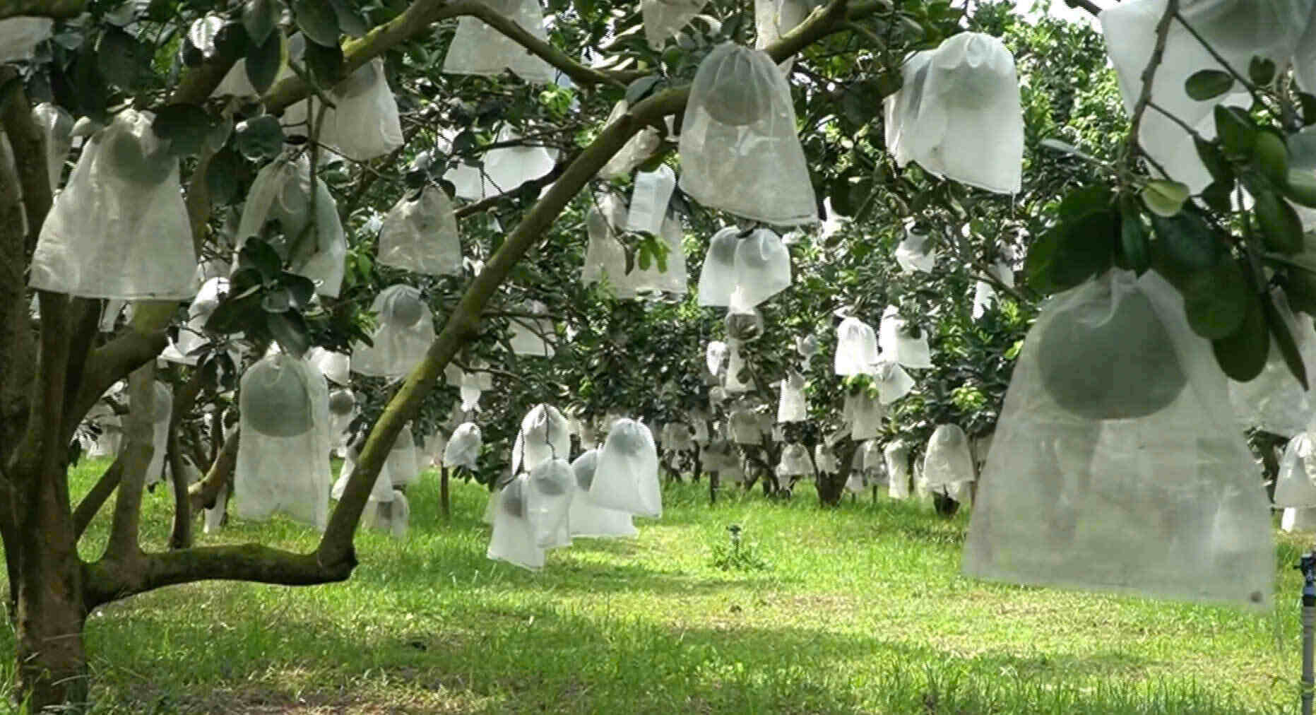 Buoi Phu Tho dang dan vuon ra thi truong quoc te. Anh: Anh Tam