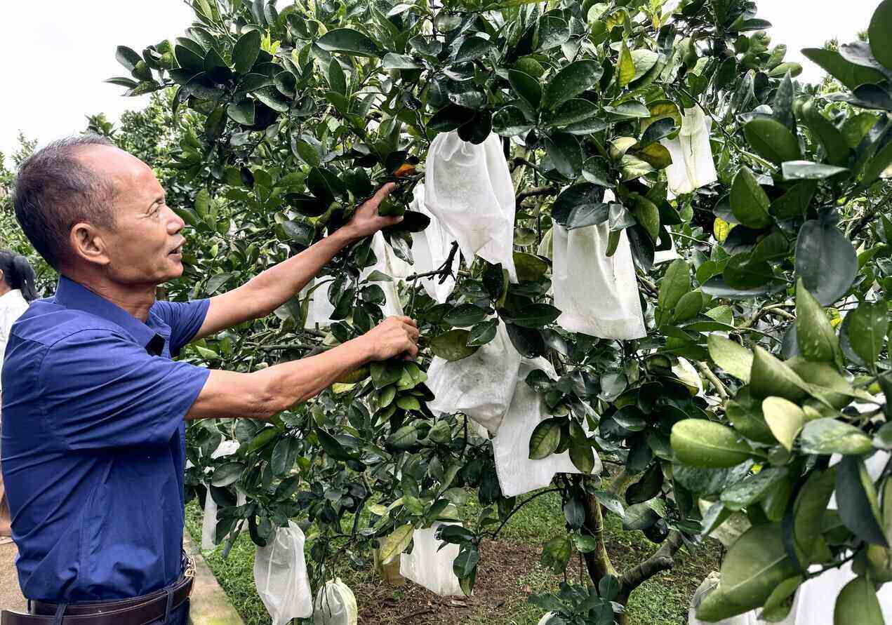 Nguoi dan dung boc mang bao ve cho buoi de dam bao tieu chuan xuat khau. Anh: Hai Dang