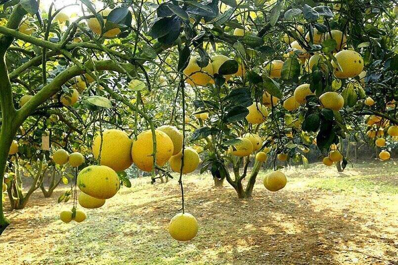 Un huerto de pomelo de Doan Hung cumple con los estandares de exportacion. Foto: Hai Dang