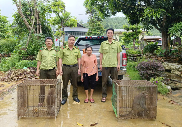 Hat Kiem lam khu vuc Muong Khuong tiep nhan va ban giao 2 ca the khi cho Trung tam Du lich va Bao ton sinh vat Hoang Lien. Anh: VQG Hoang Lien