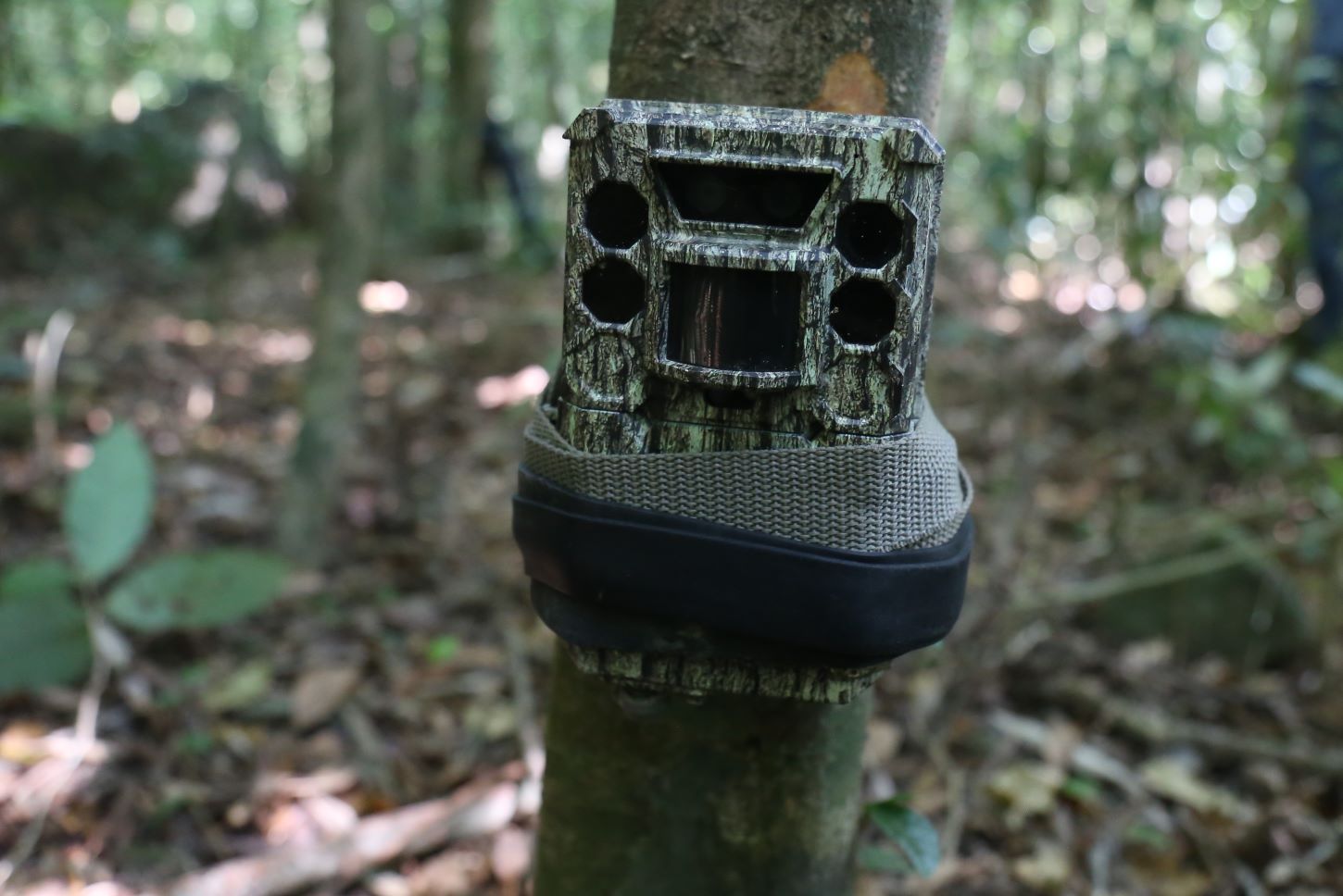 The camera trap is located in a conservation area in Quang Tri province. Photo: Hung Tho
