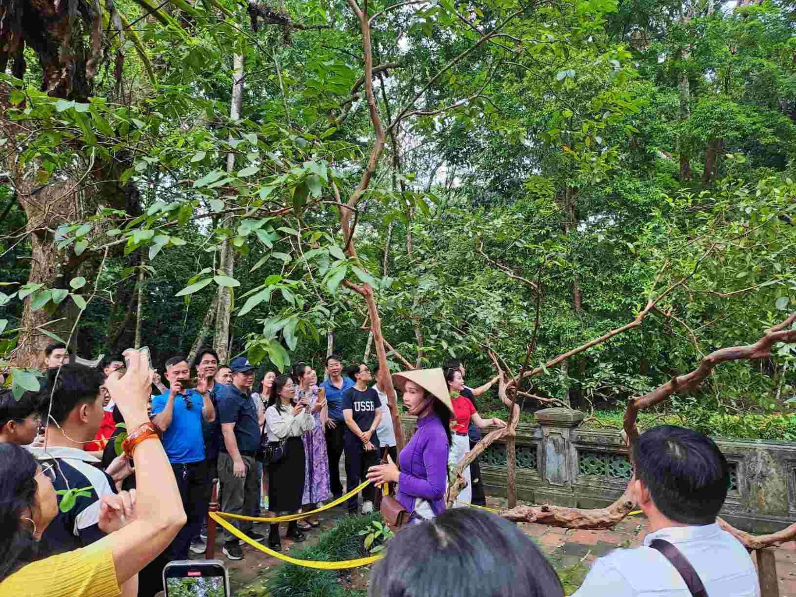 Du lich Thanh Hoa dac biet tai khu di tich lich su Lam Kinh, du khach khong the bo qua tham quan “cay oi biet cuoi“. Anh: Huong Chi
