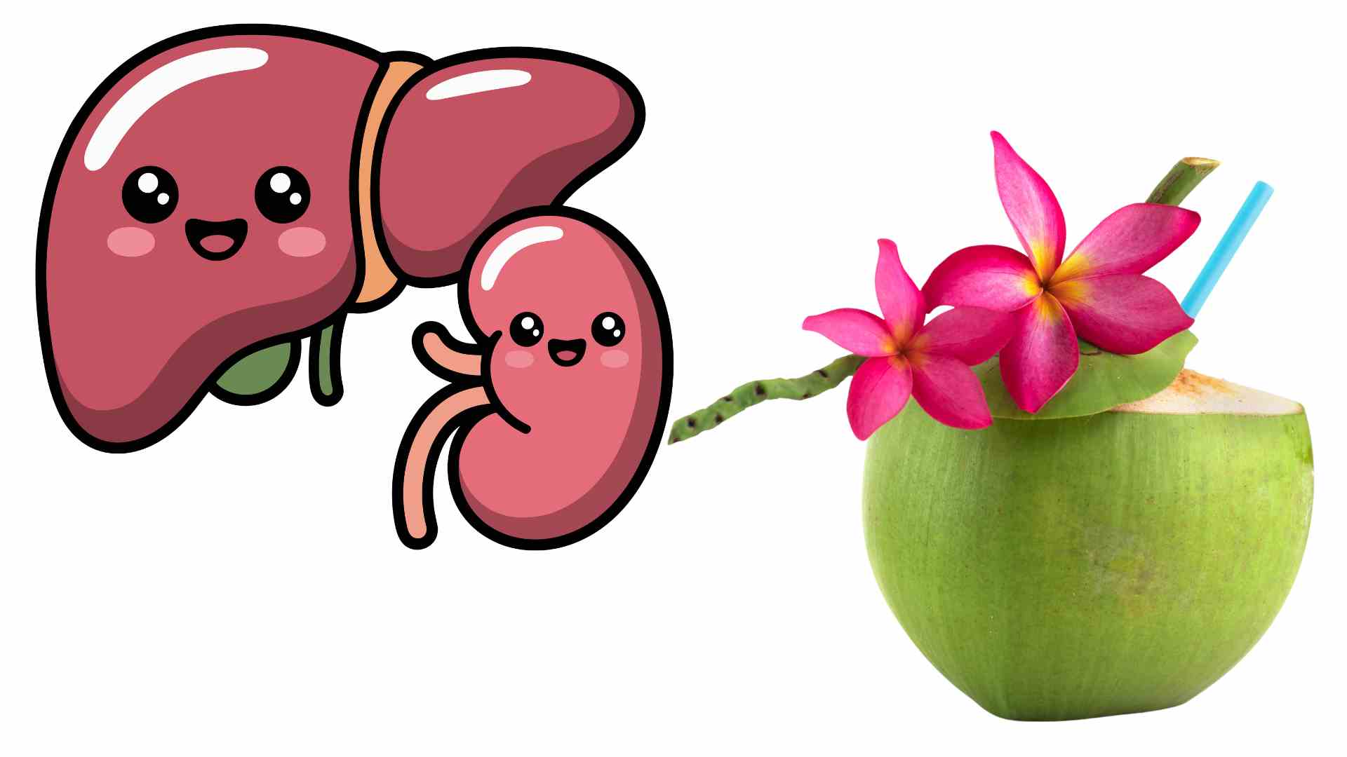 Drinking coconut water properly is good for the liver and kidneys. Graphics: Ha May