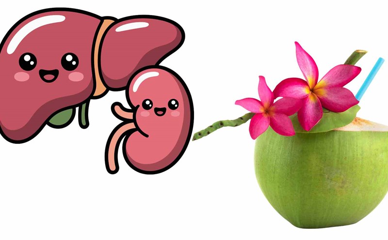 Drinking coconut water properly is good for the liver and kidneys. Graphics: Ha May