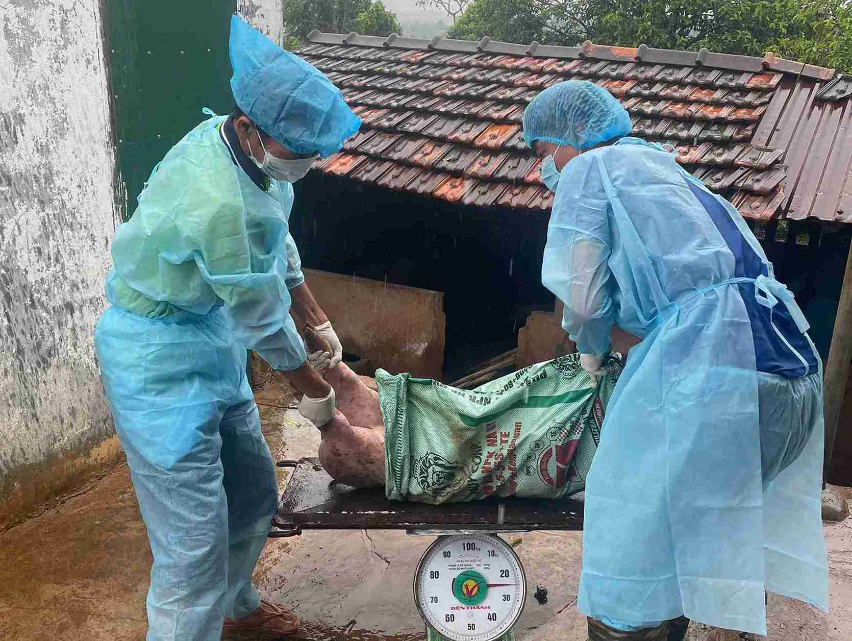 ダクラク省では、アフリカ豚の流行が依然として複雑化しています。写真:バオ・チュン