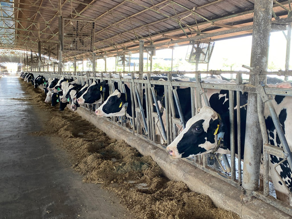 Livestock projects are mainly concentrated in the large area west of Gia Lai, helping to attract thousands of billions of VND in investment capital. Photo: Thanh Tuan