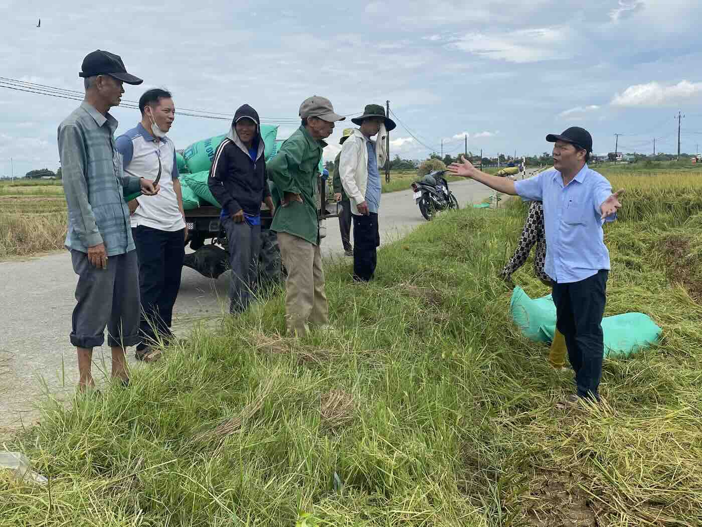 Nguoi dan khan truong thu hoach lua ung pho bao so 5. Anh: Van Hoa.