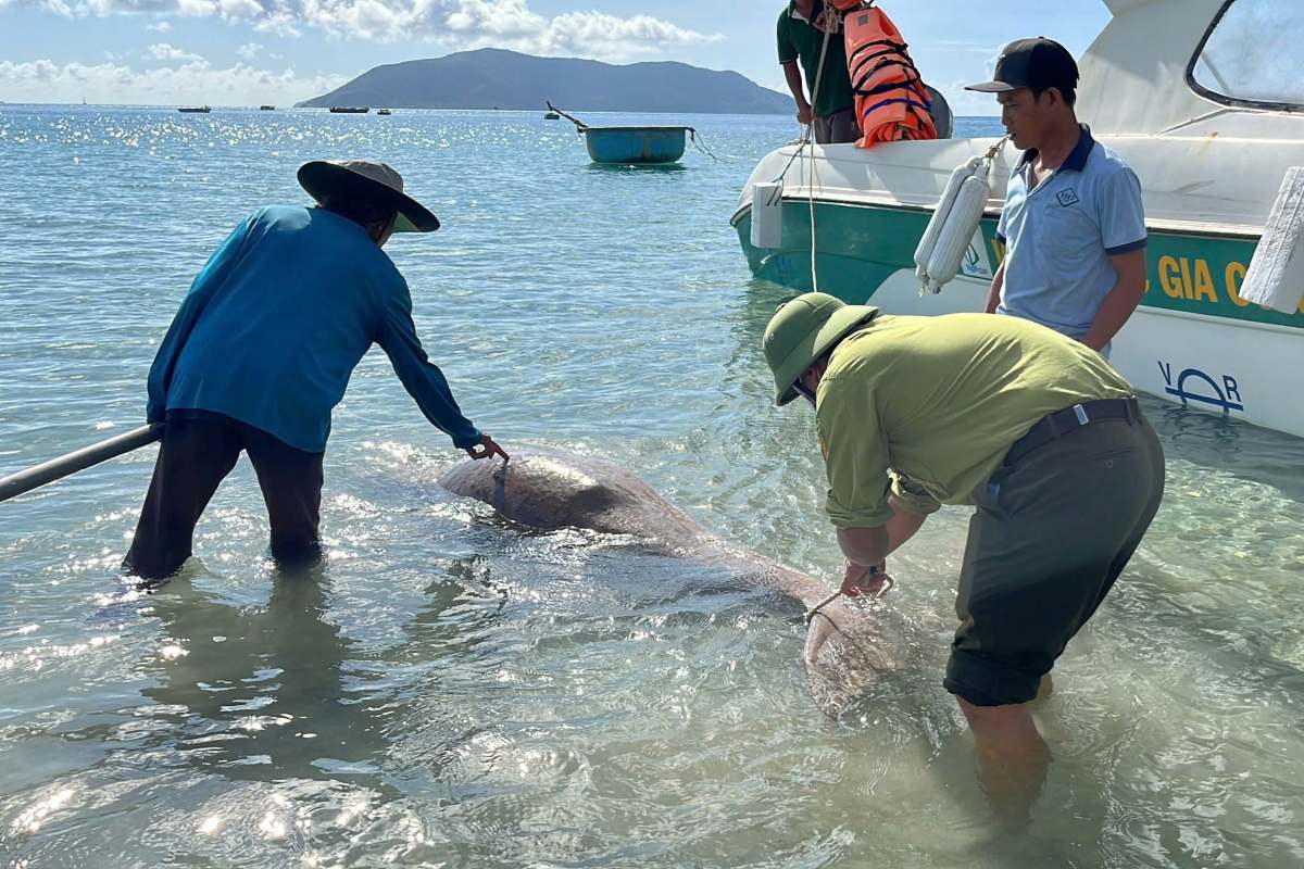 クアンダオで原因不明のダゴン海牛の個体が死亡。写真:VQGCD