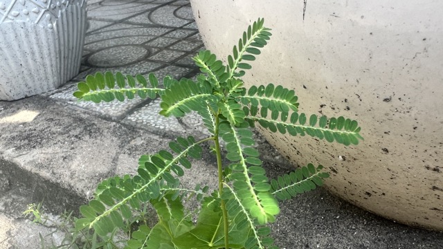 Dogs have the effect of effectively lowering blood sugar. Photo: Huong Son