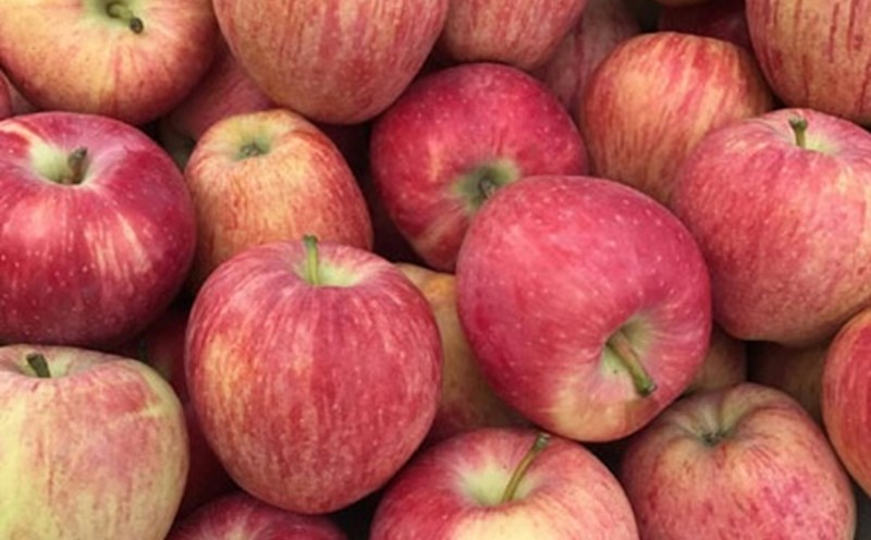 Apple is a fruit that can help maintain stable blood sugar. Photo: Kieu Vu