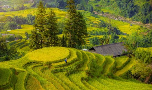 Mùa vàng rực rỡ ở Sa Pa sẵn sàng chào đón du khách dịp nghỉ lễ Quốc khánh 2.9. Ảnh: Dương Quốc Hiếu