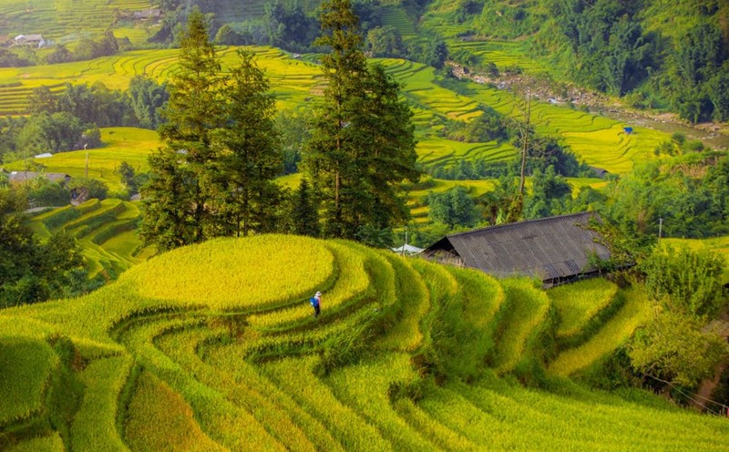 The brilliant golden season in Sa Pa is ready to welcome visitors during the National Day holiday on September 2. Photo: Duong Quoc Hieu