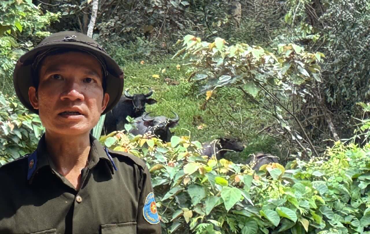 Encerclement et capture de centaines de buffles affames apres une longue periode de captivite dans la montagne. Photo : Nguyen Luan