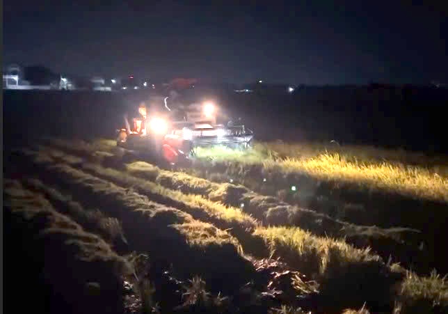 People in Quang Tri harvest rice all night to avoid storm No. 5. Photo: Xuan Thanh
