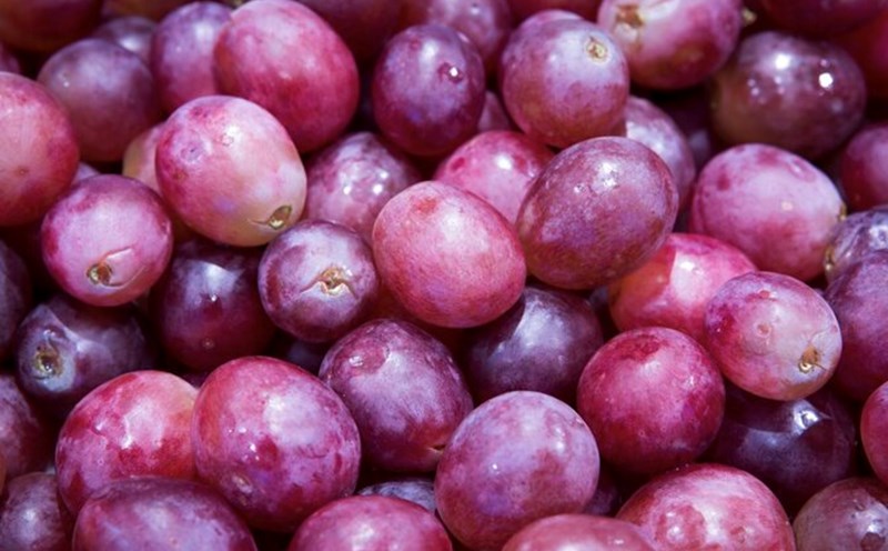 Grapes, a valuable source of compounds for health. Photo: Thuy Duong