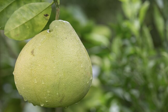 心臓薬を服用中にバナナを食べるべきではありません。写真:トゥイ・ズオン