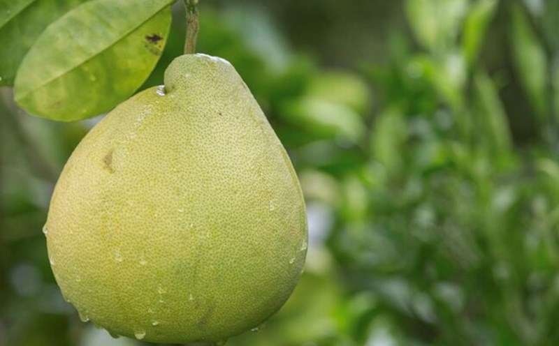 You should not eat grapefruit while taking heart disease. Photo: Thuy Duong