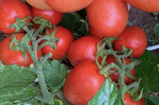 Tomatoes are said to have the ability to support people with anemia. Photo: Kieu Vu