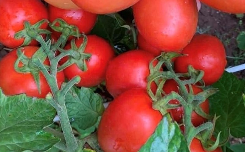 Tomatoes are said to have the ability to support people with anemia. Photo: Kieu Vu