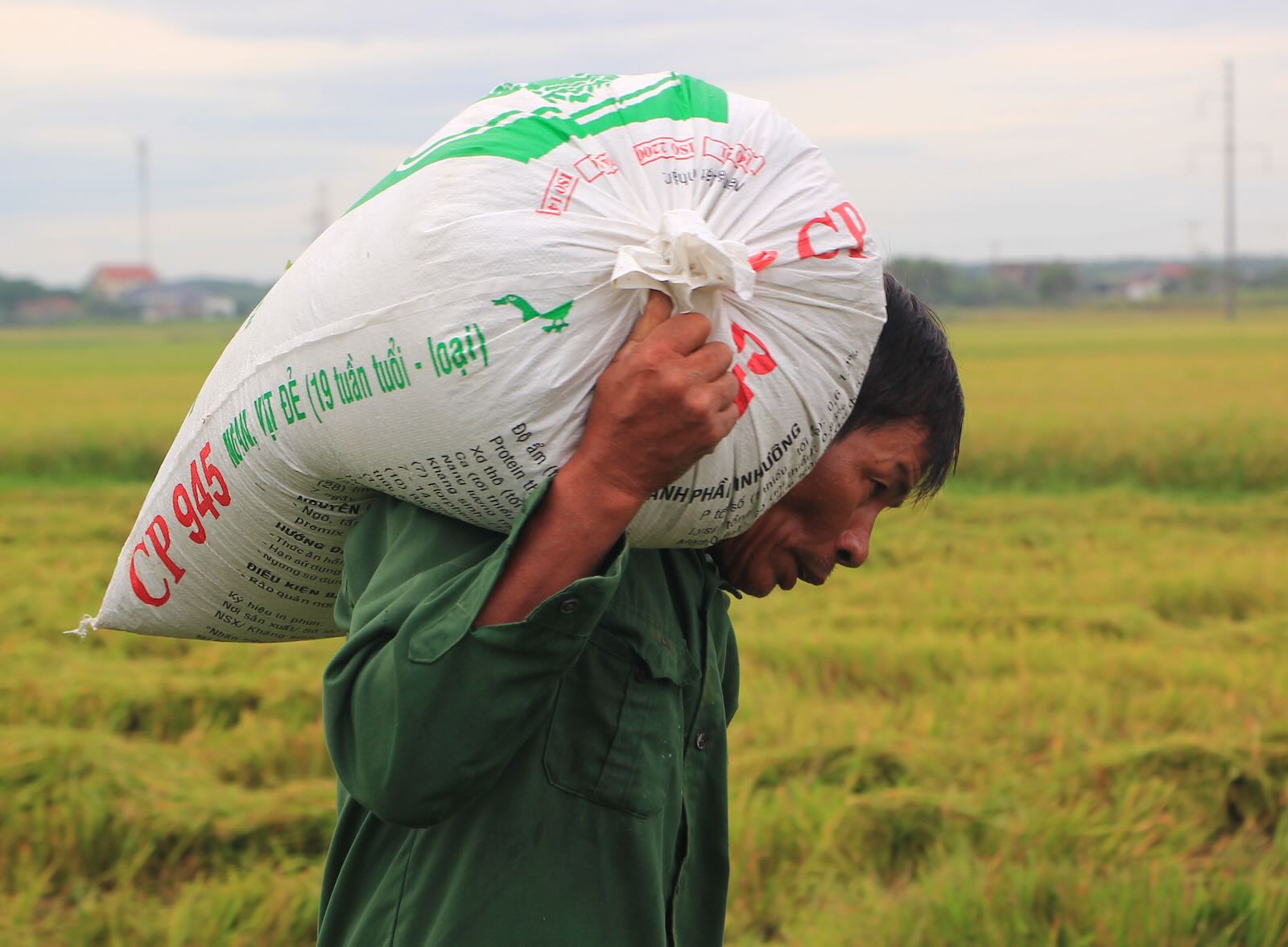 Ong Hoang Van Quoc, thon 1, xa Hoan Lao, cho biet: “Lua nha toi con xanh, khoang mot tuan nua moi gat. Nhung vi so bao, chung toi buoc phai thu som, phoi tam trong nha cho rao. Chua nam nao gap canh tro treu nhu nam nay”. Anh: Thanh Trang