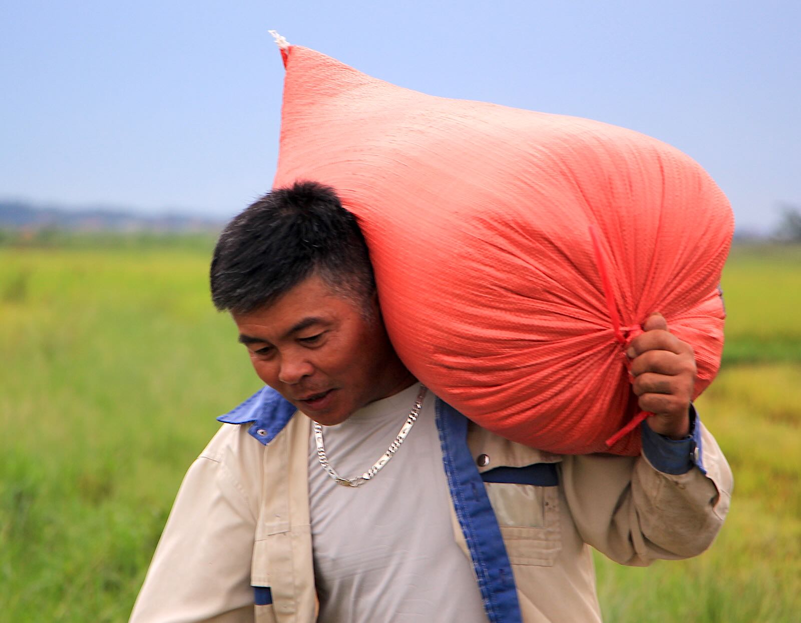 People in Quang Tri province harvest rice before storm No. 5. Photo: Thanh Trang
