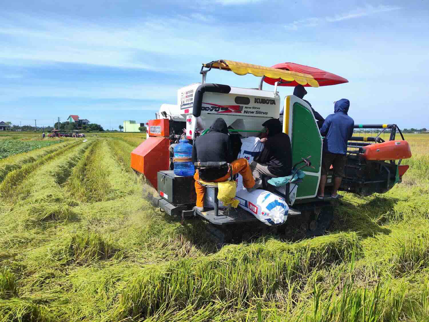 Hue people urgently harvest rice to avoid damage from storm No. 5. Photo: Duy Guynh