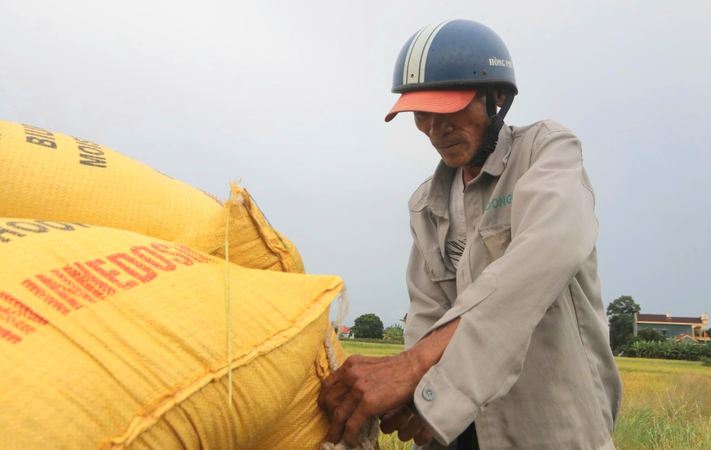 Farmers in Hue are running around to harvest green rice to avoid storm No. 5. Photo: Nguyen Luan