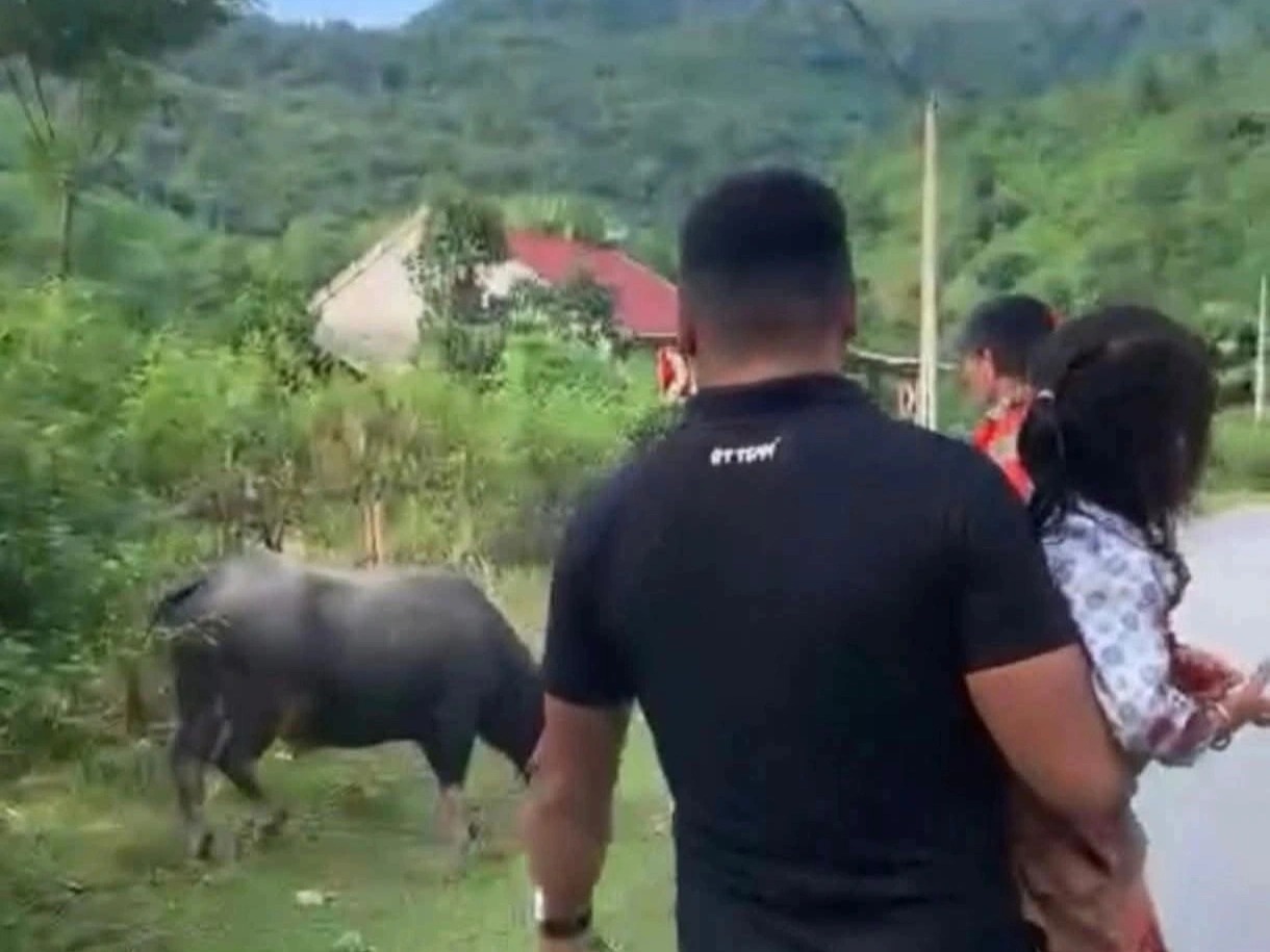 Bao Tr's buffalo. died. Photo: Lo Duong