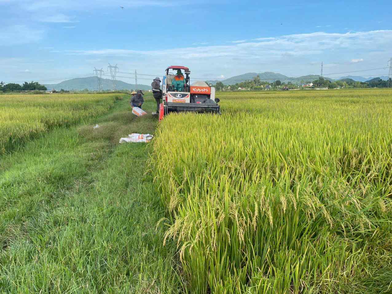 集荷機は昼夜を問わず稼働し、住民が台風を走らせるために稲を収穫しています。写真:Pham Chung