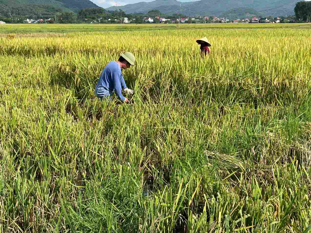 Nong dan ho tro nhau gat tay de kip truoc khi bao do bo. Anh: Pham Chung