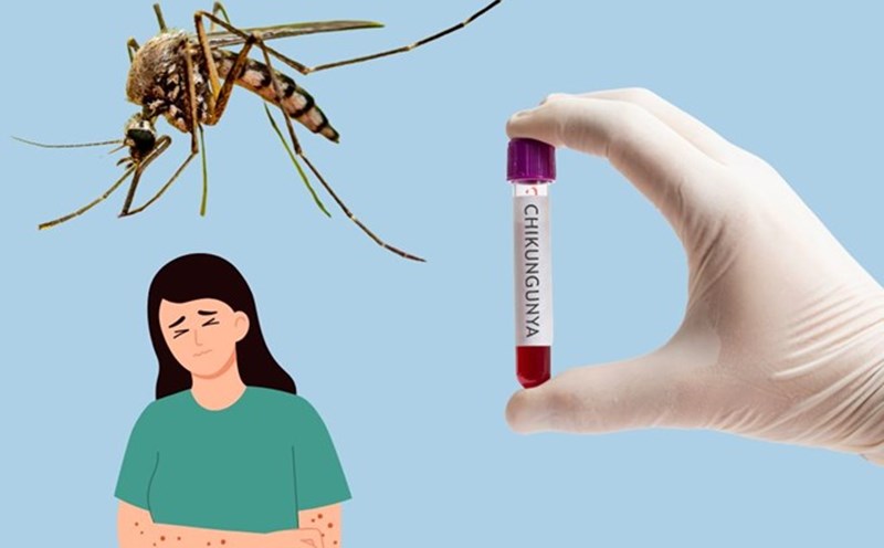 Moles that transmit dengue fever can cause Chikungunya to spread. Graphic photo: Duc Van