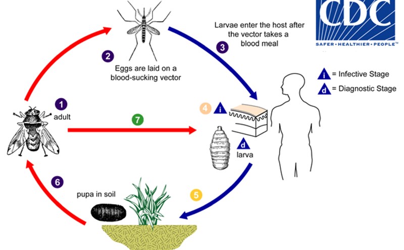 The US detects the first case of the New World spike nail parasite infection (Cochliomyia hominivorax). In the photo is the infection process. Photo: CDC