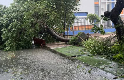 Cay do o phuong Thanh Sen, tinh Ha Tinh. Anh: Thanh Hai.