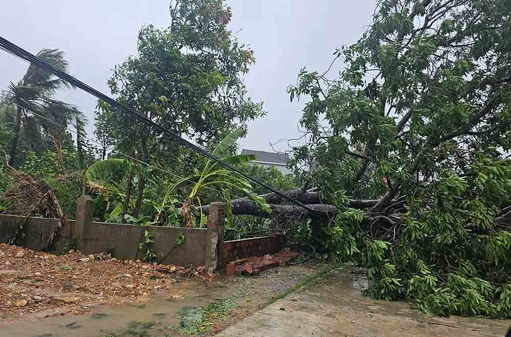 Cay do de len duong day dien o phuong Ha Huy Tap, tinh Ha Tinh. Hien toan tinh nay da co 70% khach hang bi mat dien. Anh: Hoang Tuan