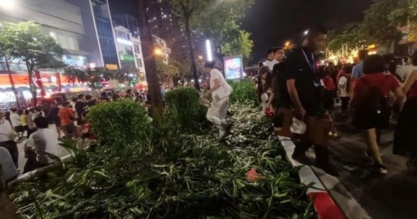 ハノイの多くの花の木々は、意識の低い人々によって荒廃しています。写真:クオック・ミン