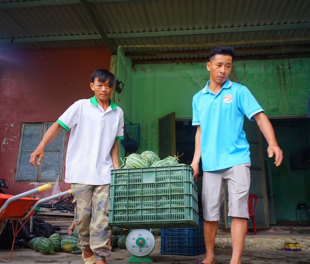 More than 25 tons of watermelon were rescued by Da Nang people before storm No. 5. Photo: Tran Thi