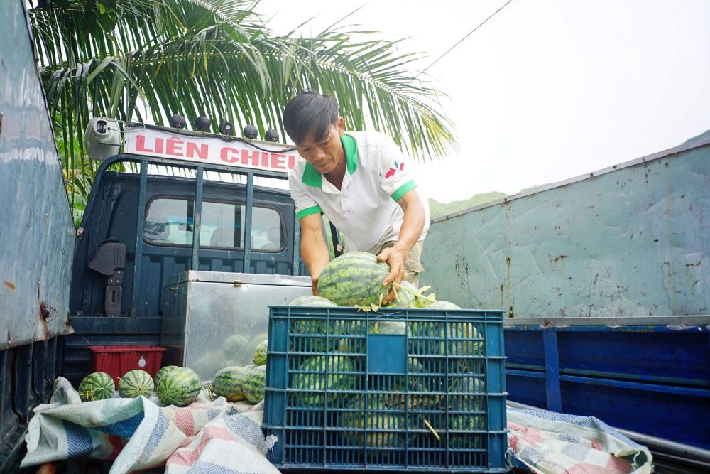 Chi trong vong chua day hai ngay, tu chieu 24.8 den trua 25.8, gan 25 tan dua hau da duoc “giai cuu” thanh cong. Anh: Tran Thi