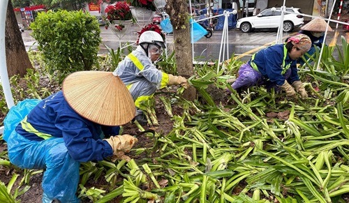 Hanoi Green Park Companyの労働者は、8月25日に植林植物を植え替えました。写真：Quoc Minh