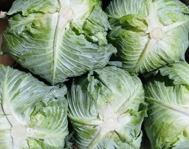 Cabbage is said to be one of the sources that can supplement calcium to understand the fruit. Photo: Kieu Vu