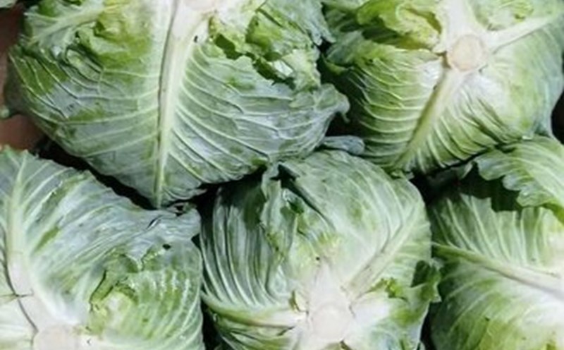 Cabbage is said to be one of the sources that can supplement calcium to understand the fruit. Photo: Kieu Vu