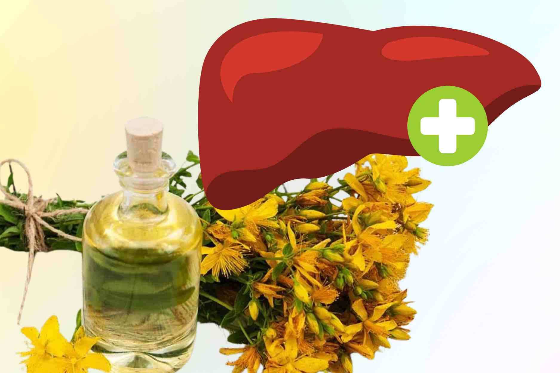 Bitter and refreshing herb helps lower liver enzymes effectively