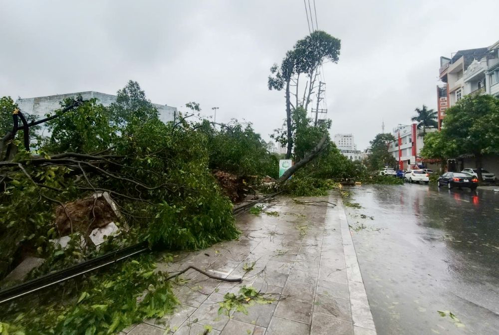 Co rat nhieu cay xanh bi do chan ngang duong Le Hoan. Anh: Quach Du